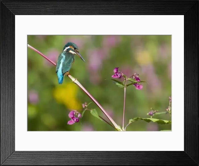 Framed Print : Picture No. 10901002 Framed Print : Picture No. 10901002