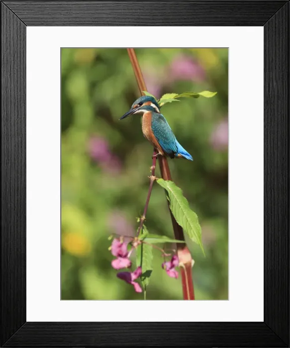 Framed Print : Picture No. 10901003 Framed Print : Picture No. 10901003