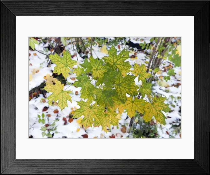 Framed Print : Picture No. 10901001 Framed Print : Picture No. 10901001