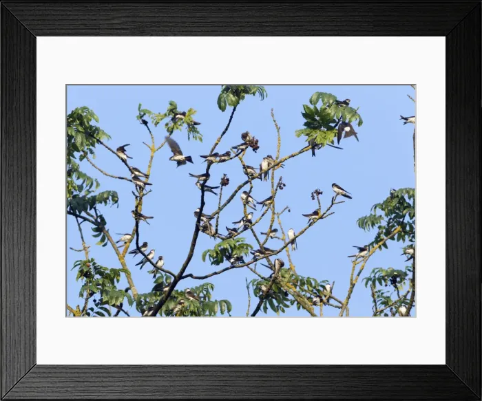 Framed Print : Picture No. 10901005 Framed Print : Picture No. 10901005