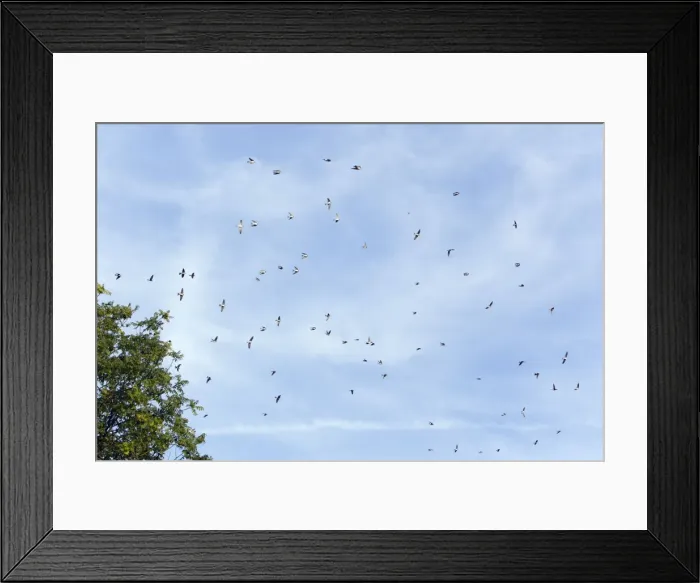 Framed Print : Picture No. 10901006