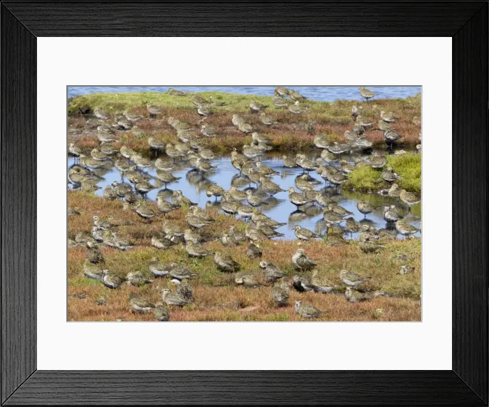 Framed Print : Picture No. 10901008 Framed Print : Picture No. 10901008
