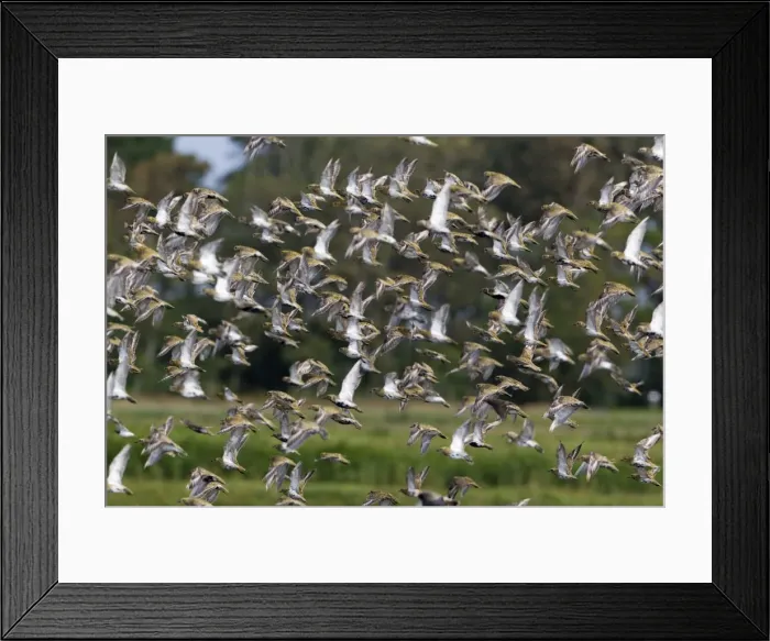 Framed Print : Picture No. 10901009 Framed Print : Picture No. 10901009