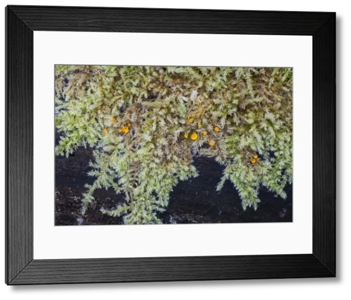 Framed Print : Picture No. 10901000 Framed Print : Picture No. 10901000