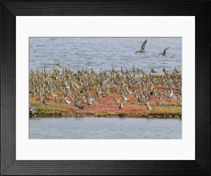Framed Print : Picture No. 10901011 Framed Print : Picture No. 10901011
