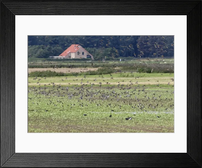 Framed Print : Picture No. 10901013 Framed Print : Picture No. 10901013
