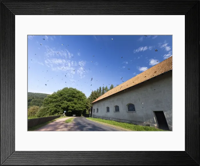 Framed Print : Picture No. 10901004 Framed Print : Picture No. 10901004