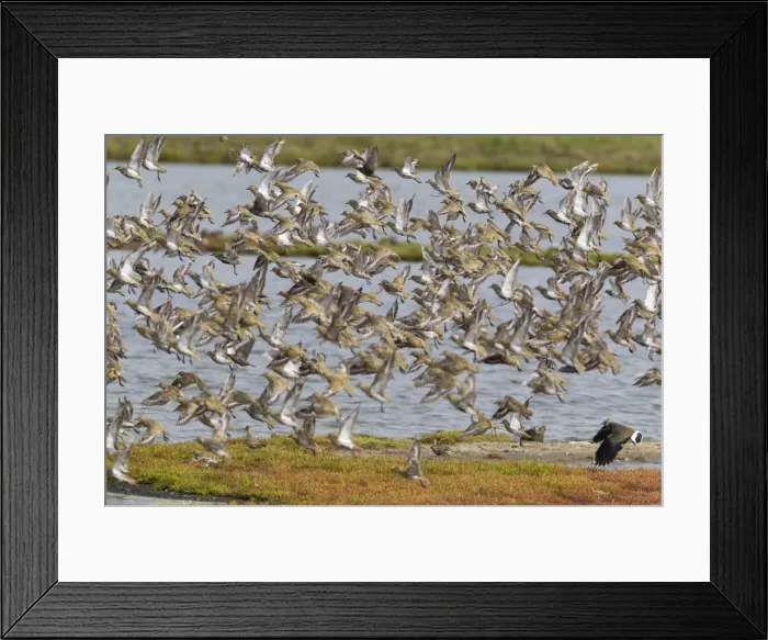 Framed Print : Picture No. 10901010 Framed Print : Picture No. 10901010