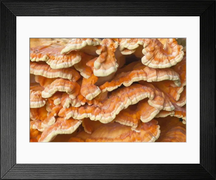 Framed Print : Picture No. 10901014 Framed Print : Picture No. 10901014