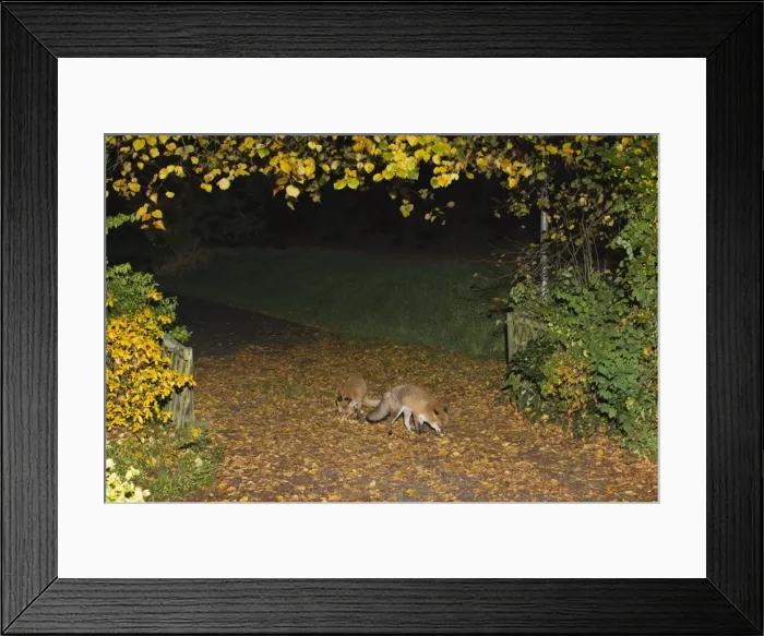 Framed Print : Picture No. 10901017 Framed Print : Picture No. 10901017