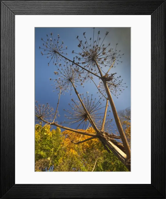 Framed Print : Picture No. 10901007 Framed Print : Picture No. 10901007