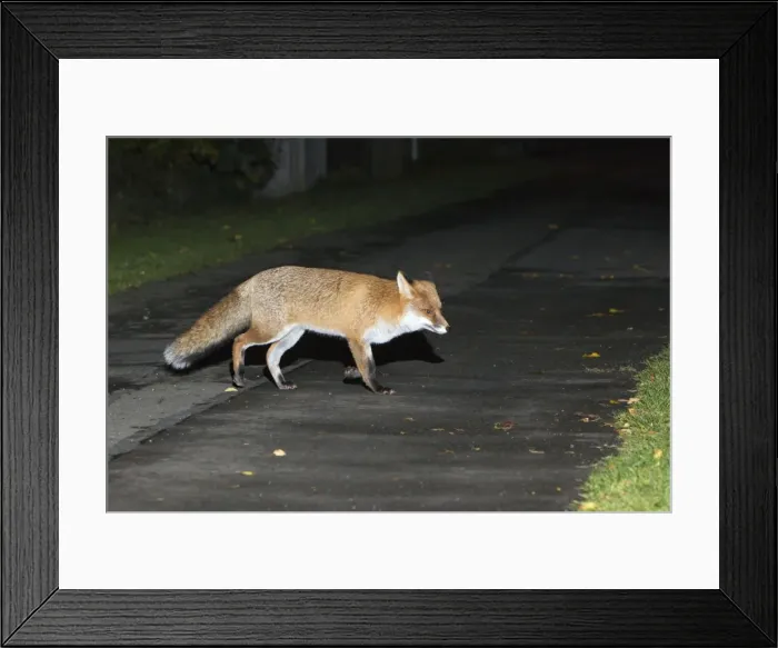 Framed Print : Picture No. 10901018 Framed Print : Picture No. 10901018