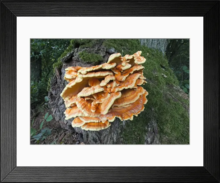 Framed Print : Picture No. 10901015 Framed Print : Picture No. 10901015