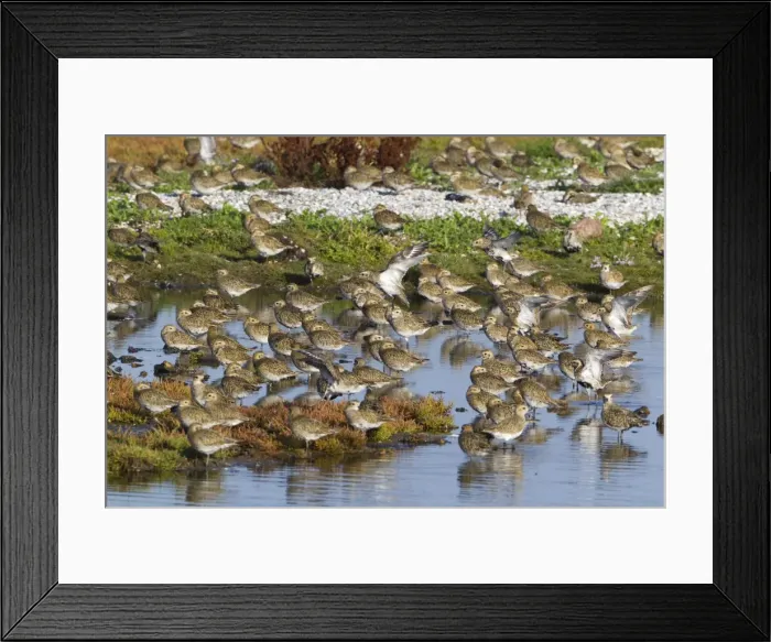 Framed Print : Picture No. 10901012 Framed Print : Picture No. 10901012