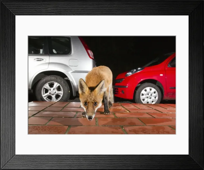 Framed Print : Picture No. 10901019 Framed Print : Picture No. 10901019