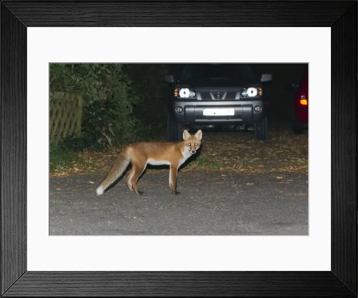 Framed Print : Picture No. 10901025 Framed Print : Picture No. 10901025
