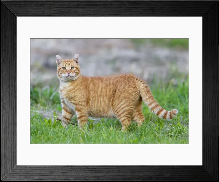 Framed Print : Picture No. 10901026 Framed Print : Picture No. 10901026