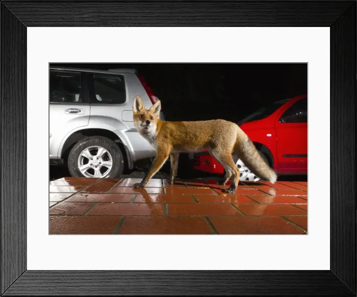 Framed Print : Picture No. 10901020 Framed Print : Picture No. 10901020