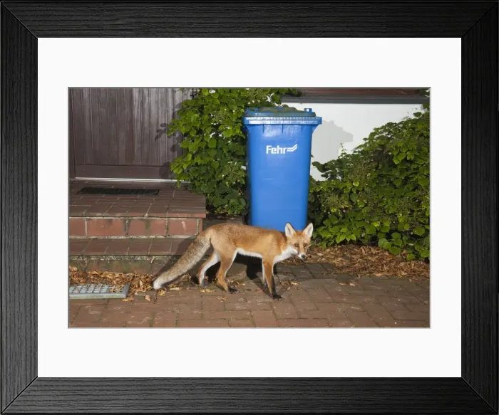Framed Print : Picture No. 10901021