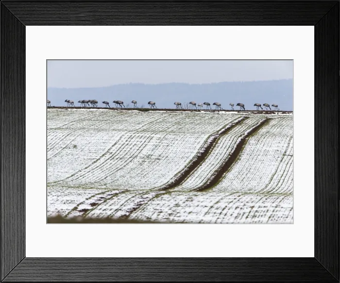 Framed Print : Picture No. 10901089 Framed Print : Picture No. 10901089