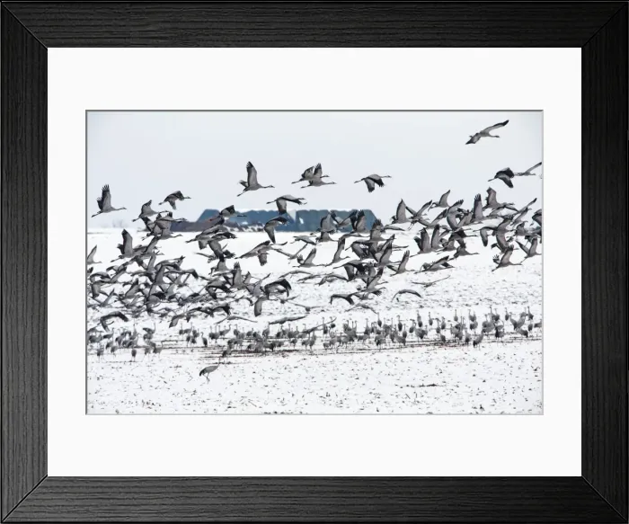 Framed Print : Picture No. 10901084