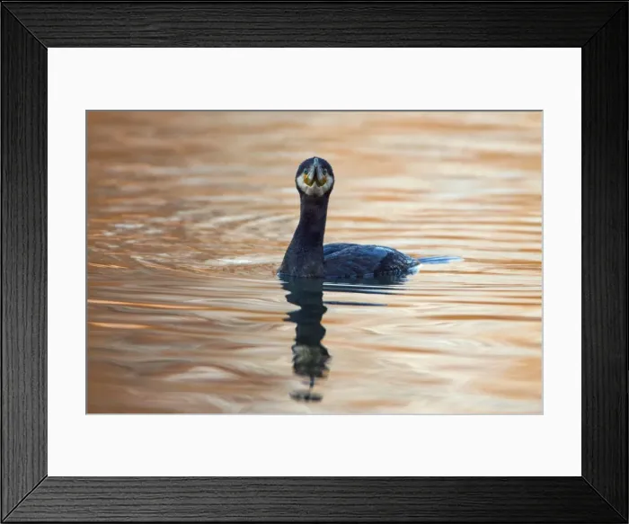 Framed Print : Picture No. 10901092 Framed Print : Picture No. 10901092