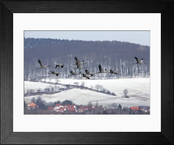 Framed Print : Picture No. 10901088 Framed Print : Picture No. 10901088