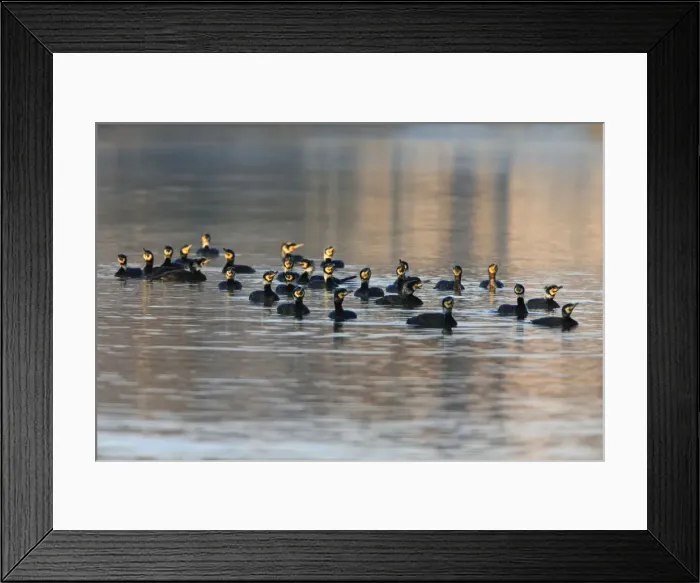 Framed Print : Picture No. 10901091 Framed Print : Picture No. 10901091