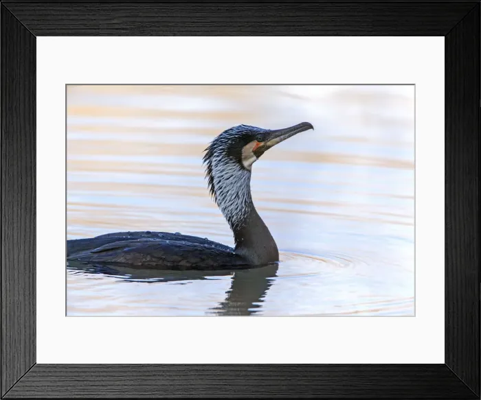 Framed Print : Picture No. 10901093 Framed Print : Picture No. 10901093