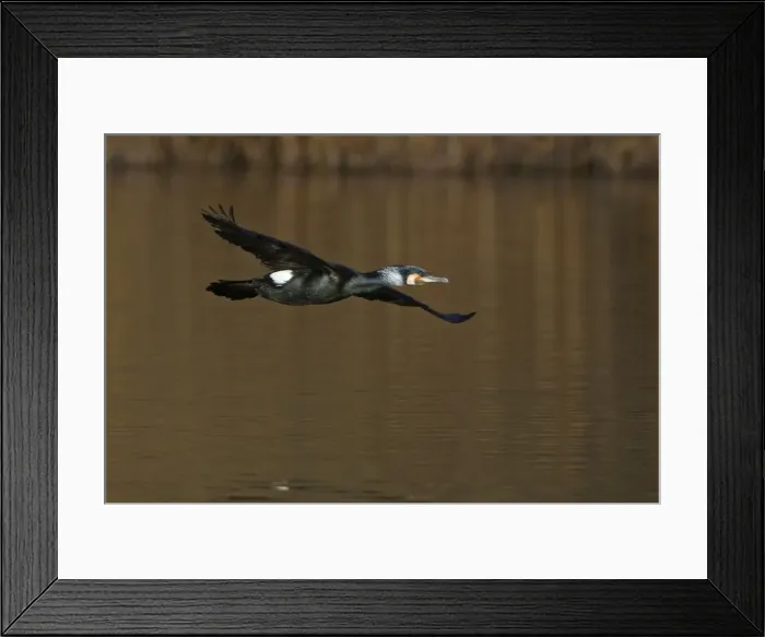 Framed Print : Picture No. 10901095 Framed Print : Picture No. 10901095