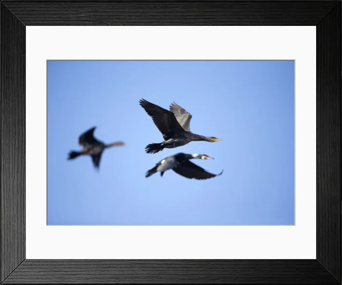 Framed Print : Picture No. 10901096 Framed Print : Picture No. 10901096