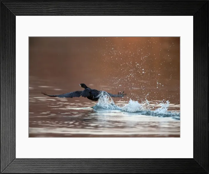 Framed Print : Picture No. 10901090 Framed Print : Picture No. 10901090