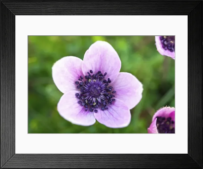 Framed Print : Picture No. 10901105 Framed Print : Picture No. 10901105