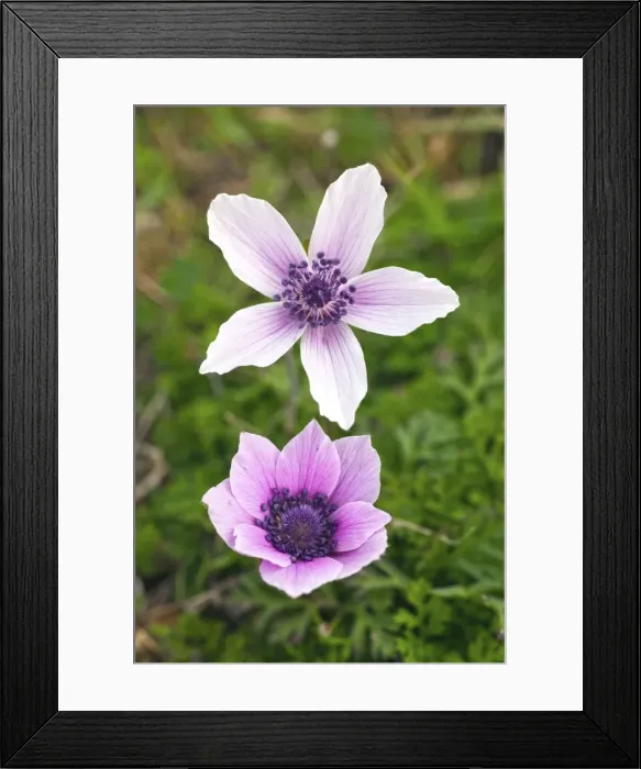 Framed Print : Picture No. 10901104 Framed Print : Picture No. 10901104