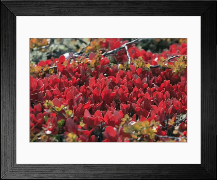 Framed Print : Picture No. 10901106 Framed Print : Picture No. 10901106