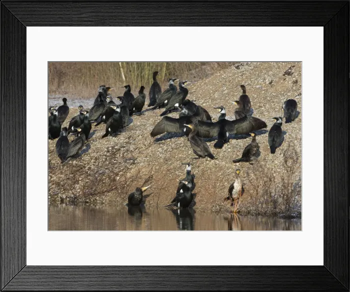 Framed Print : Picture No. 10901094 Framed Print : Picture No. 10901094