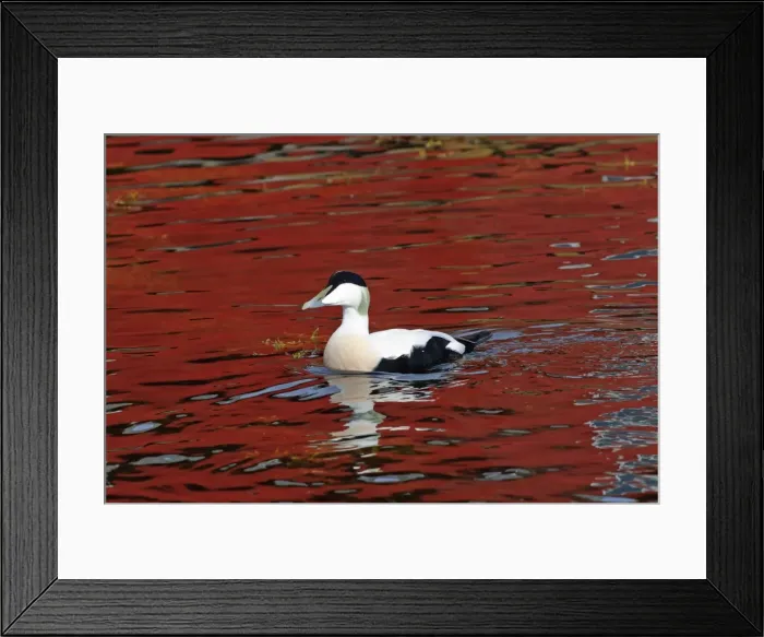 Framed Print : Picture No. 10901107 Framed Print : Picture No. 10901107