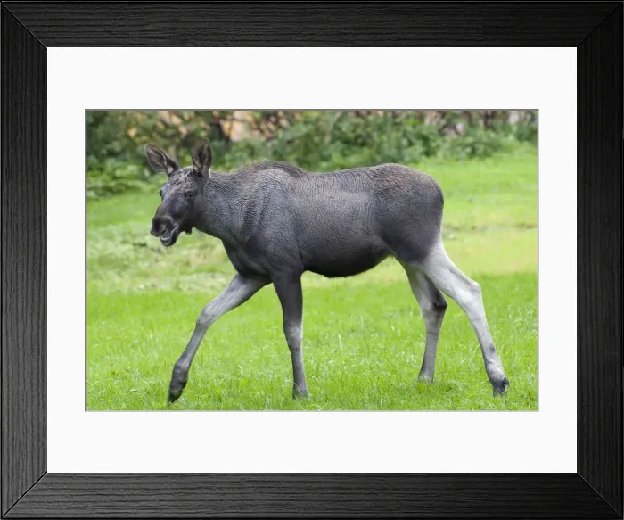 Framed Print : Picture No. 10901109 Framed Print : Picture No. 10901109