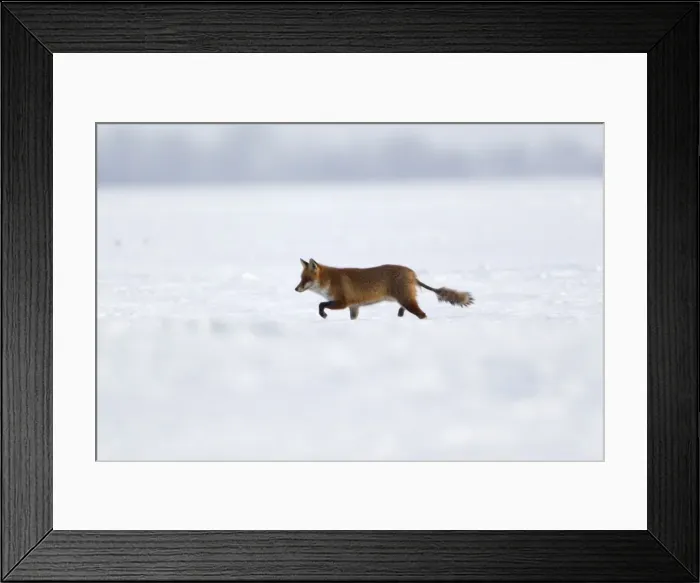 Framed Print : Picture No. 10901112 Framed Print : Picture No. 10901112