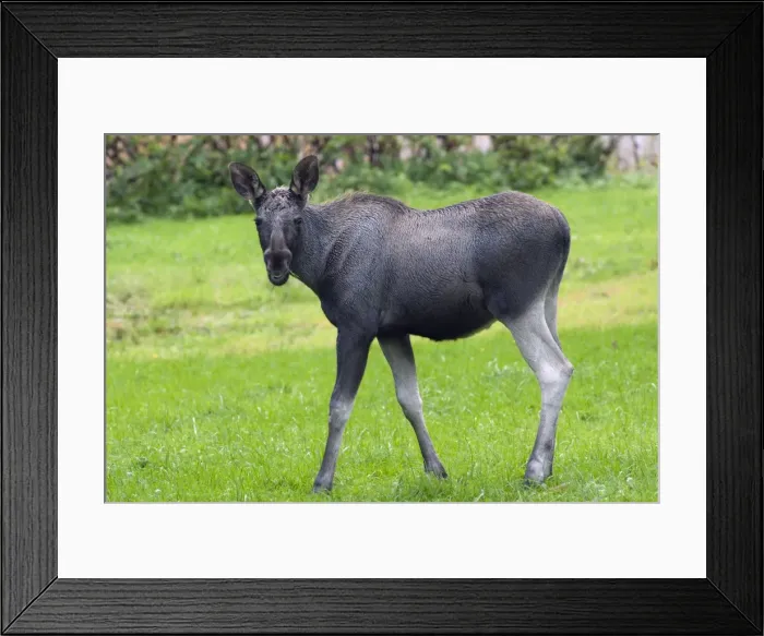 Framed Print : Picture No. 10901108 Framed Print : Picture No. 10901108