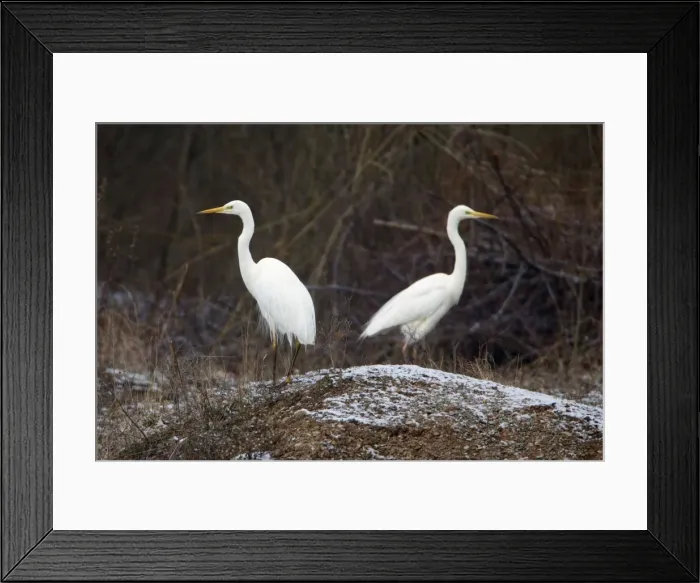 Framed Print : Picture No. 10901116