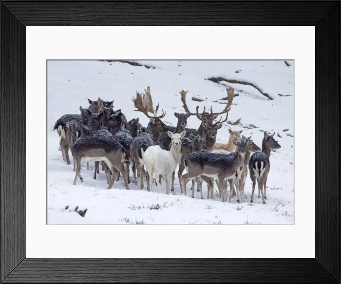 Framed Print : Picture No. 10901110 Framed Print : Picture No. 10901110