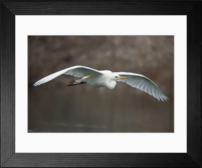 Framed Print : Picture No. 10901117 Framed Print : Picture No. 10901117