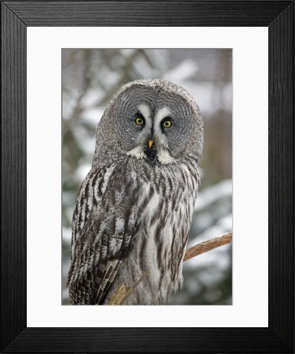 Framed Print : Picture No. 10901119 Framed Print : Picture No. 10901119