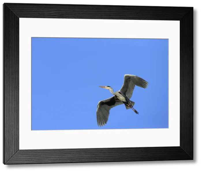 Framed Print : Picture No. 10901120 Framed Print : Picture No. 10901120