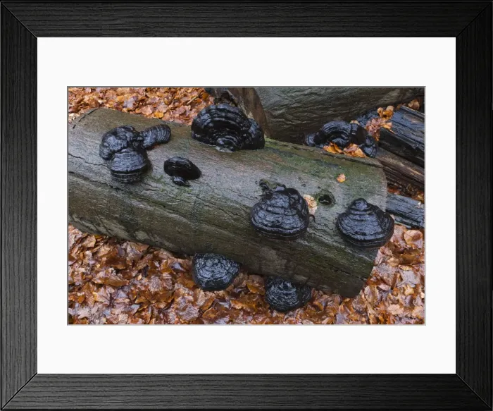 Framed Print : Picture No. 10901113 Framed Print : Picture No. 10901113