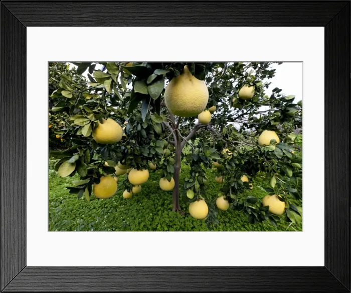 Framed Print : Picture No. 10901114 Framed Print : Picture No. 10901114