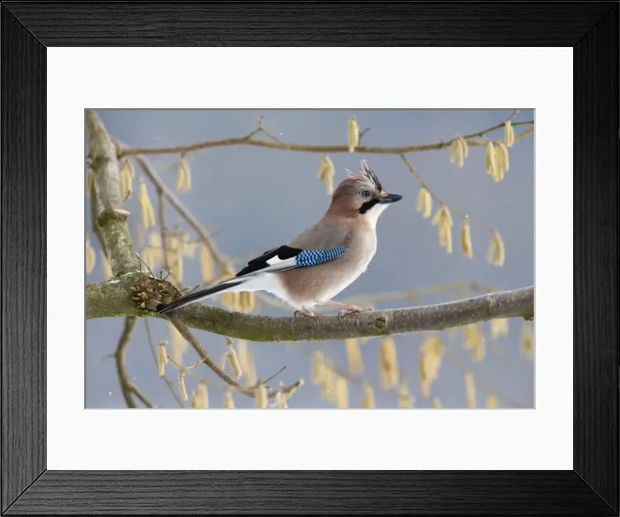 Framed Print : Picture No. 10901125 Framed Print : Picture No. 10901125
