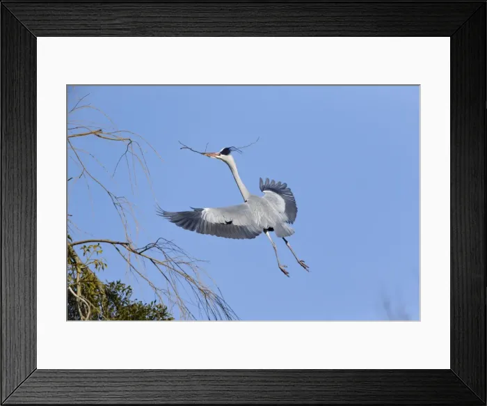 Framed Print : Picture No. 10901122 Framed Print : Picture No. 10901122