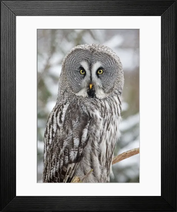 Framed Print : Picture No. 10901118 Framed Print : Picture No. 10901118